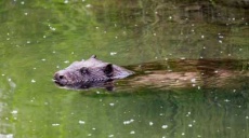 Beavers in the Unstrut river near Wendelstein Castle