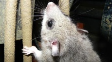 September ist Herbstanfang: Schlafmäuse sagen jetzt Gute Nacht