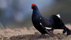 Birkhühner - Ein Huhn ohne Hoffnung