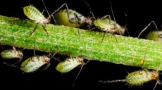 Klebe-Alarm unter Linden