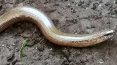 Meeting a slow-worm on the way to Abtsküche