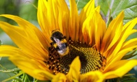 Bumblebees are the first heralds of spring when pollinating