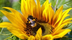 Bumblebees are the first heralds of spring when pollinating