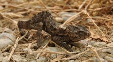 Chamäleon am Oymapinar / Manavgat