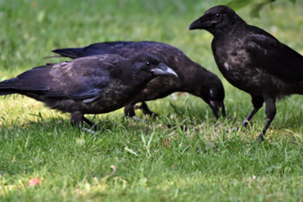 Birding – A Trend: Tips for Beginners