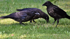 Birding – A Trend: Tips for Beginners