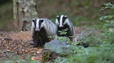 Badger in Brandenburg Unearths Treasure!