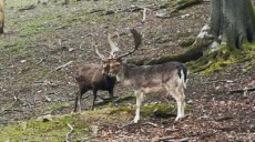 Fallow deer in Hohenstein Park near Witten