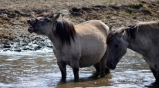 Wildpferde in Dülmen – Natur im Merfelder Bruch