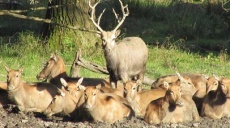 Neujahrswünsche – Wildtiere stehen für Glück – und intakte Natur