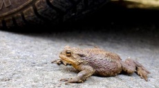 Common toad offspring are there