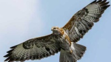 Altinavya - A falcon from Israel under suspicion of espionage