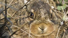 Feldhasen-Schule: Das große Osterhasen-Lexikon