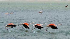 Naturparadies Tuz See trocknet aus – Ende der Flamingos