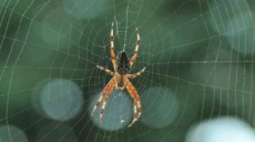 Artists in web construction - the cross spiders