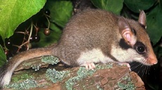 The garden dormouse goes into hibernation in October