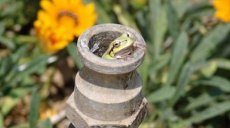 Modern way of animal and plant identification