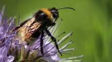 New bumblebee queens are on the move now