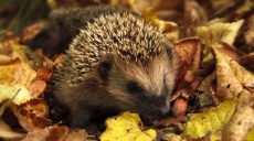 Hedgehogs and moles: German Wildlife Foundation calls for reporting