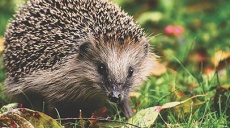 Igelnachwuchs liegt in Nestern – bitte Vorsicht bei Gartenarbeit
