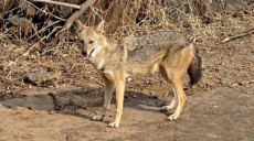 International Jackal Day on April 19th