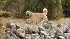 Kangal – mächtiger anatolischer Hirtenhund!