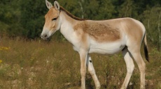 Kunga - Esel-Hybrid schon vor 4.500 Jahren gezüchtet