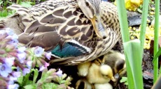 Werner Koschan - Le Charlot