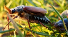 Lights out for the May beetle