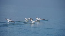 Pelicans at the Lake Kerkini in the Serres region