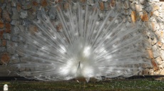 Blue and white peacocks in the monastery of Sveti Naum