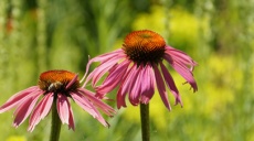 Purpur – die Farbe der Könige und Herrscher