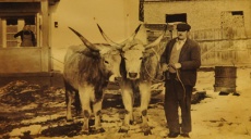 Puzta cattle and the Natural Park Zasavica