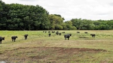Buffalo and gray cattle on the Hungarian Balaton