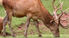 Red deer topless! - German Wildlife Foundation