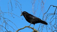 Not all birds will be gone soon...!