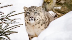 Animal welfare: Mistreatment be punished with high fines!