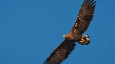 Dreiste Horst-Besetzer gefährden Schreiadler!