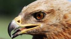 Lesser Spotted Eagles pass by Syria and Israel en route south