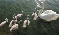 A family of swans on Lake Ohrid - little swan knowledge
