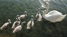 Eine Schwanenfamilie am Ohridsee