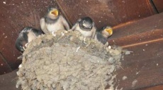 Junge Schwalben im Nest - Wir haben Hunger!