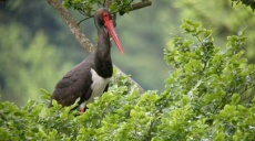 Schwarzstorch Nationalen Naturerbes