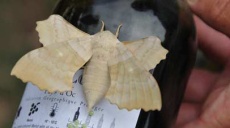 Silk Moth- oviposition on a Merlot wine bottle