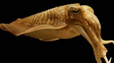 Squids - intelligent sea creatures or pure 