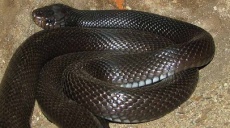 Schlangen – giftige Artenvorkommen in der Türkei