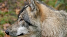 Are wolves really to be understood as enemies of man?