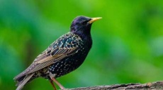 Swarm fliers with permanent sleeping places - the starlings