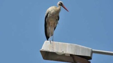 Encounter - Storks along the road through Neo Kastro