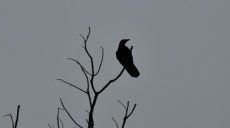 Bird watching at the golf course near Stuttgart